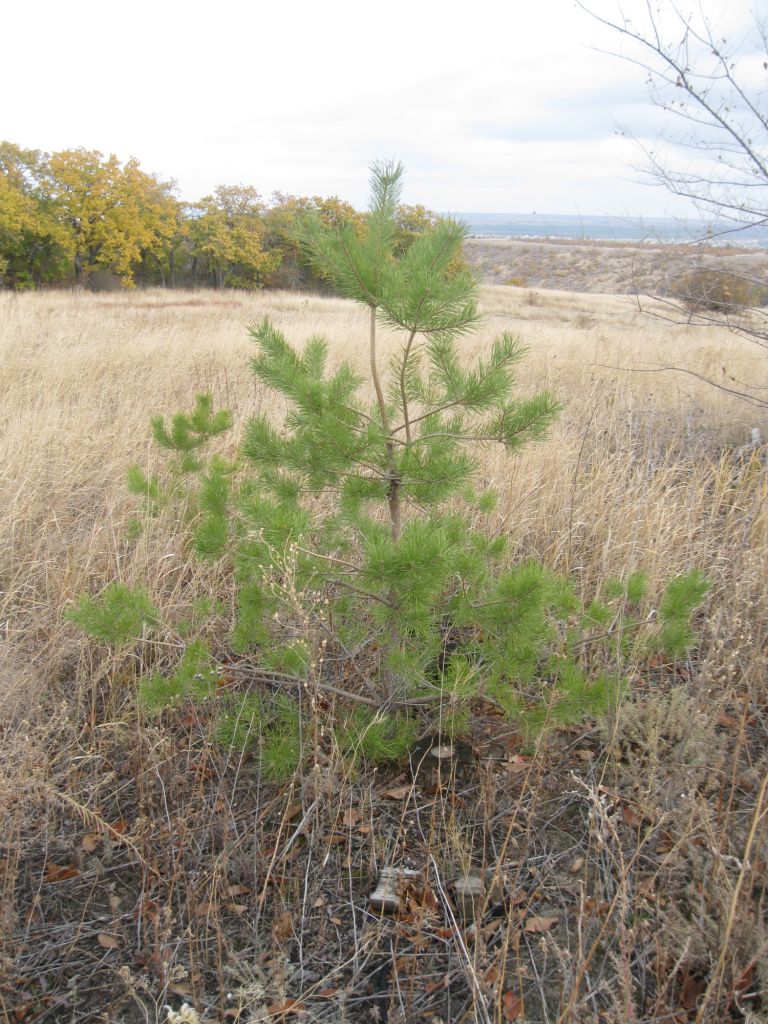 Image of Pinus sylvestris specimen.