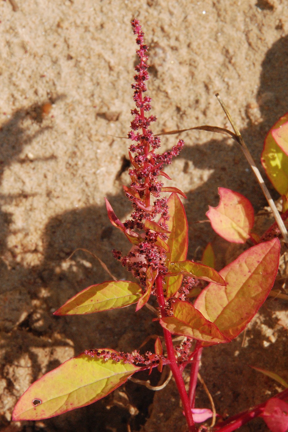 Изображение особи Lipandra polysperma.