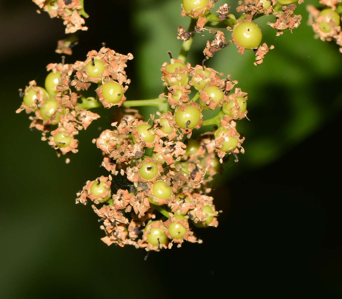 Image of Ehretia tinifolia specimen.