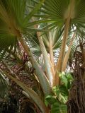 Bismarckia nobilis. Нижние части листьев. Израиль, впадина Мёртвого моря, киббуц Эйн-Геди. 25.04.2017.
