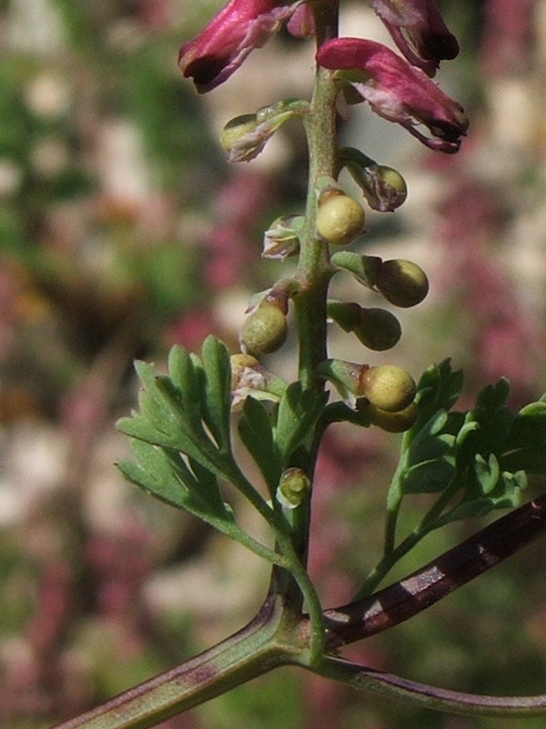 Image of Fumaria kralikii specimen.