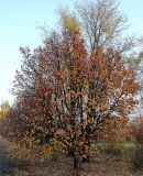 Sorbus intermedia