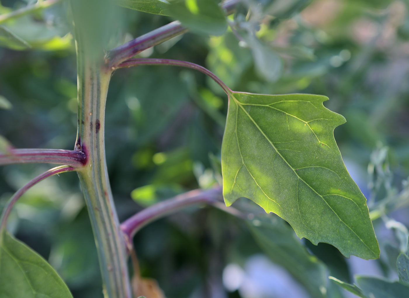 Image of genus Chenopodium specimen.