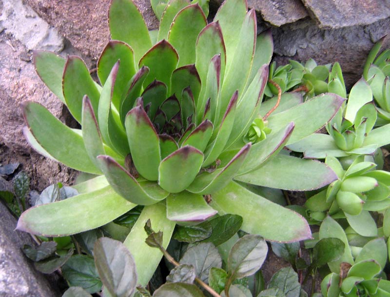 Image of Sempervivum tectorum specimen.