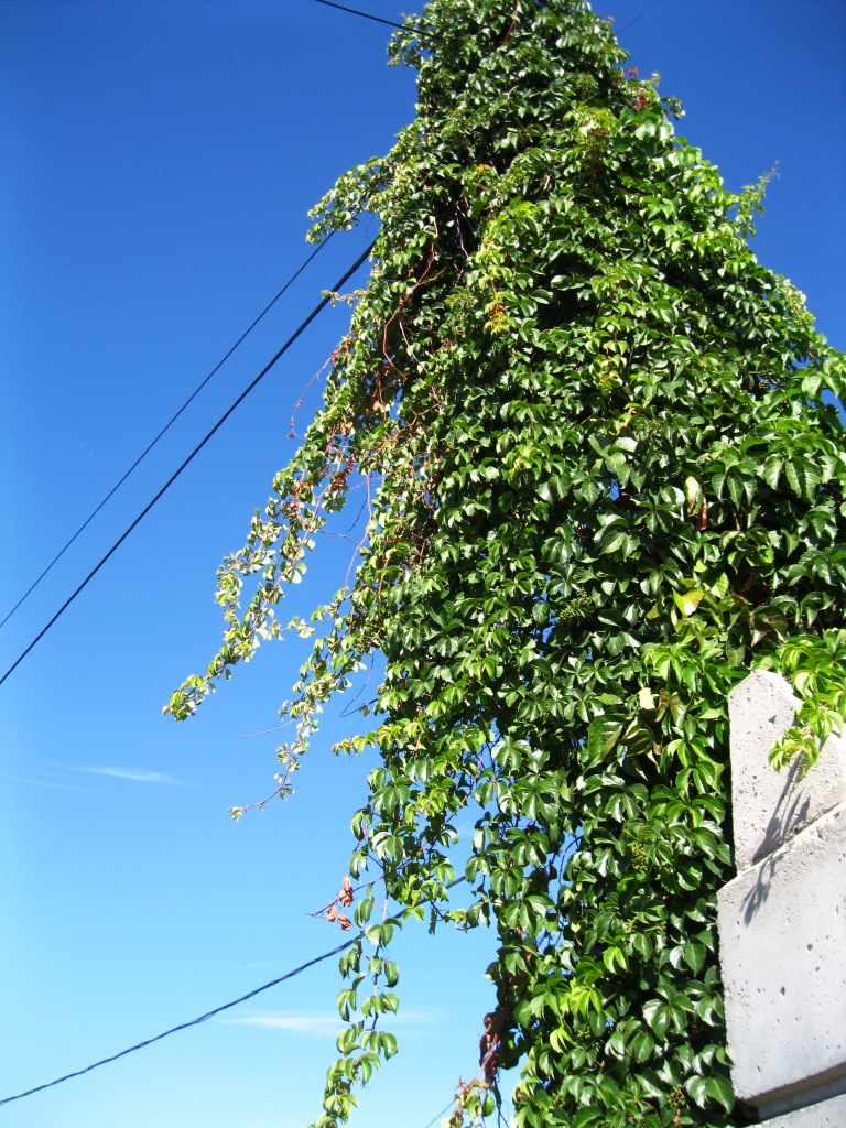 Image of Parthenocissus quinquefolia specimen.