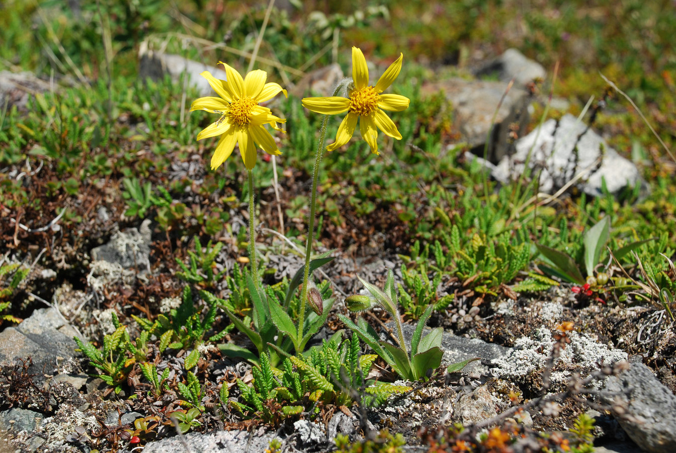 Image of Arnica frigida specimen.