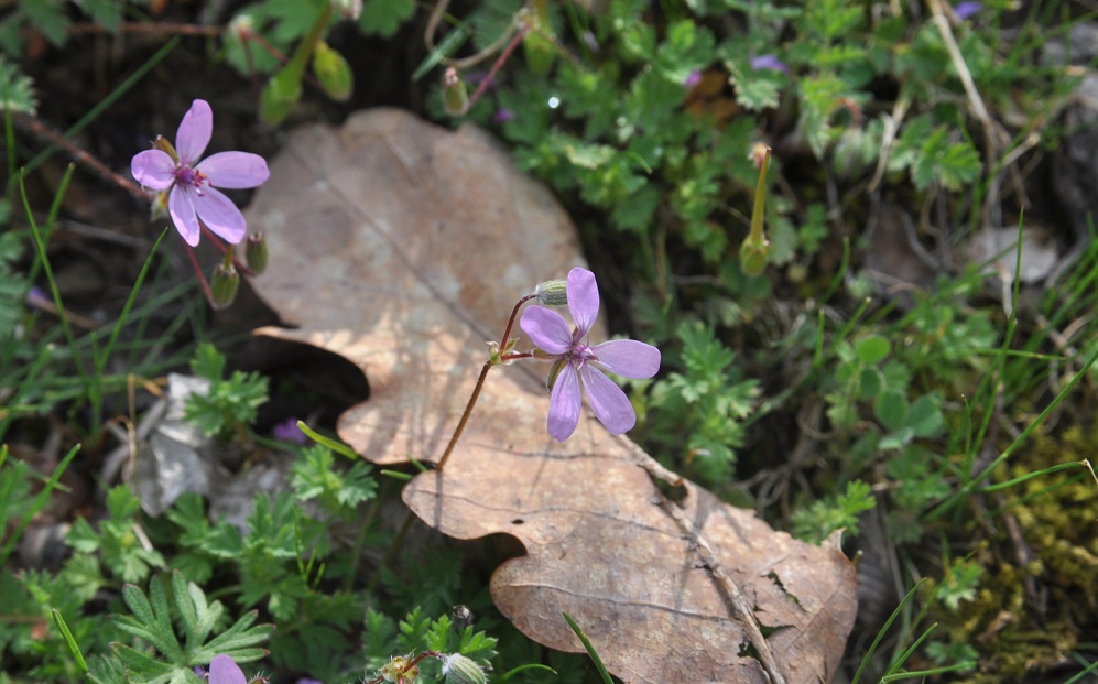 Image of genus Erodium specimen.