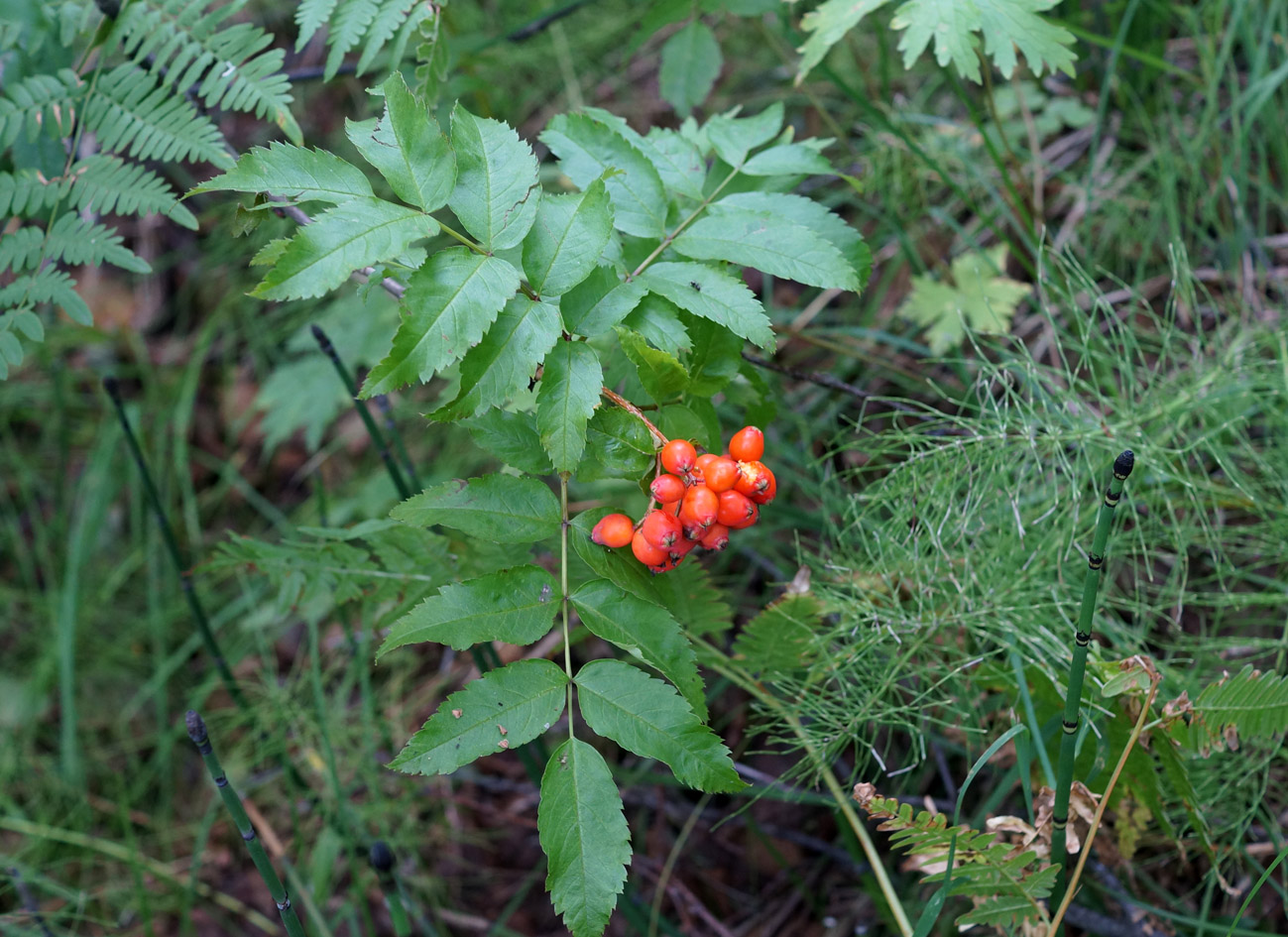 Изображение особи Sorbus sambucifolia.