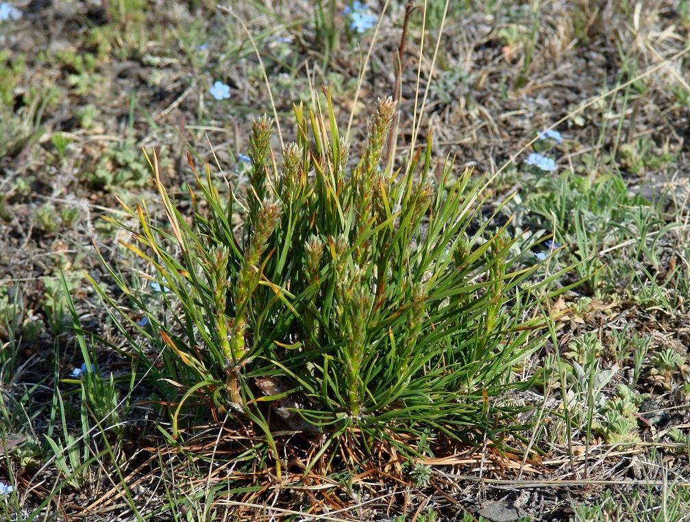 Изображение особи Pinus sylvestris.