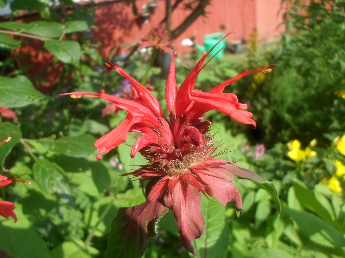 Image of Monarda didyma specimen.