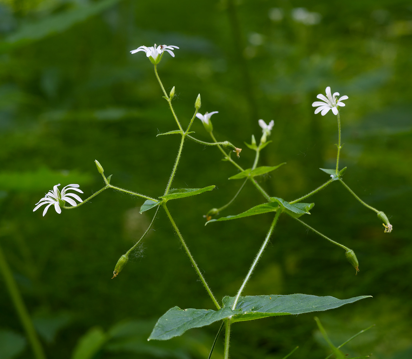 Image of Stellaria nemorum specimen.