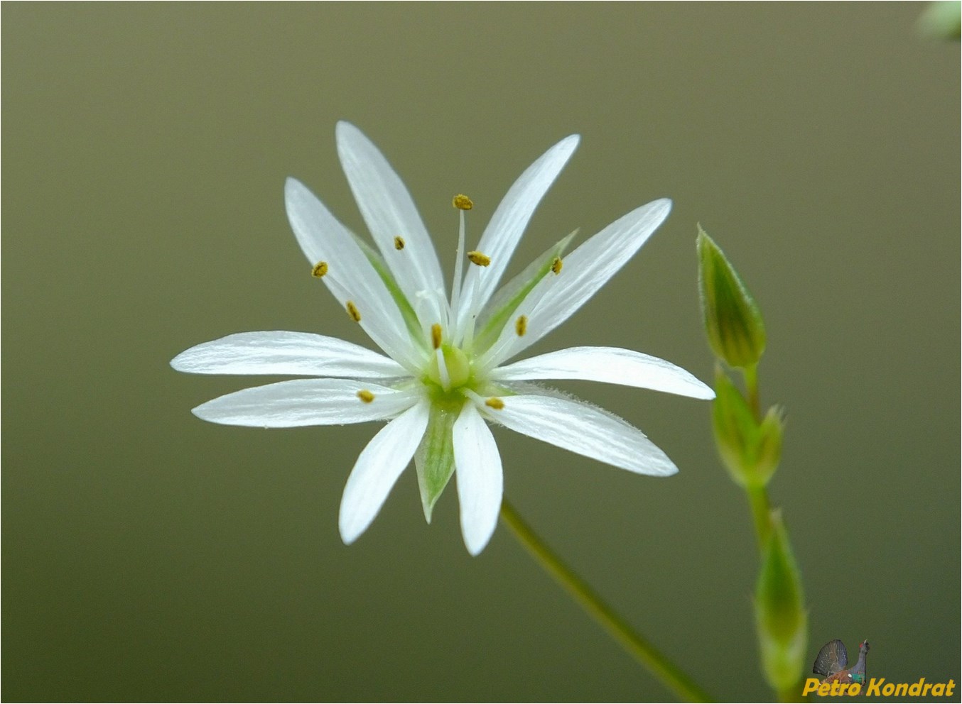 Image of Stellaria graminea specimen.