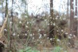 Mycelis muralis. Верхушка плодоносящего растения. Московская обл., окр. г. Фрязино, на вырубке. 21 октября 2018 г.