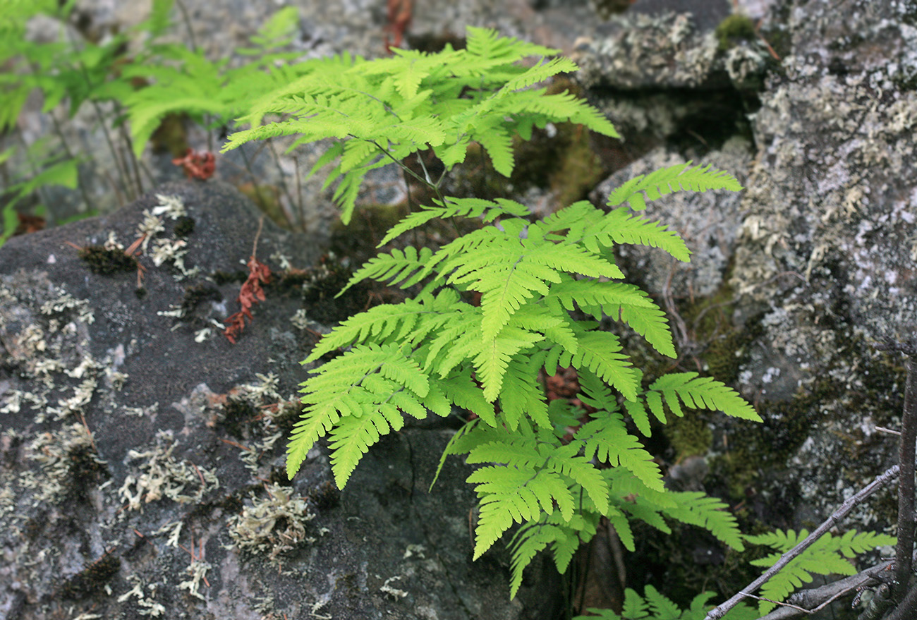 Image of Gymnocarpium jessoense specimen.