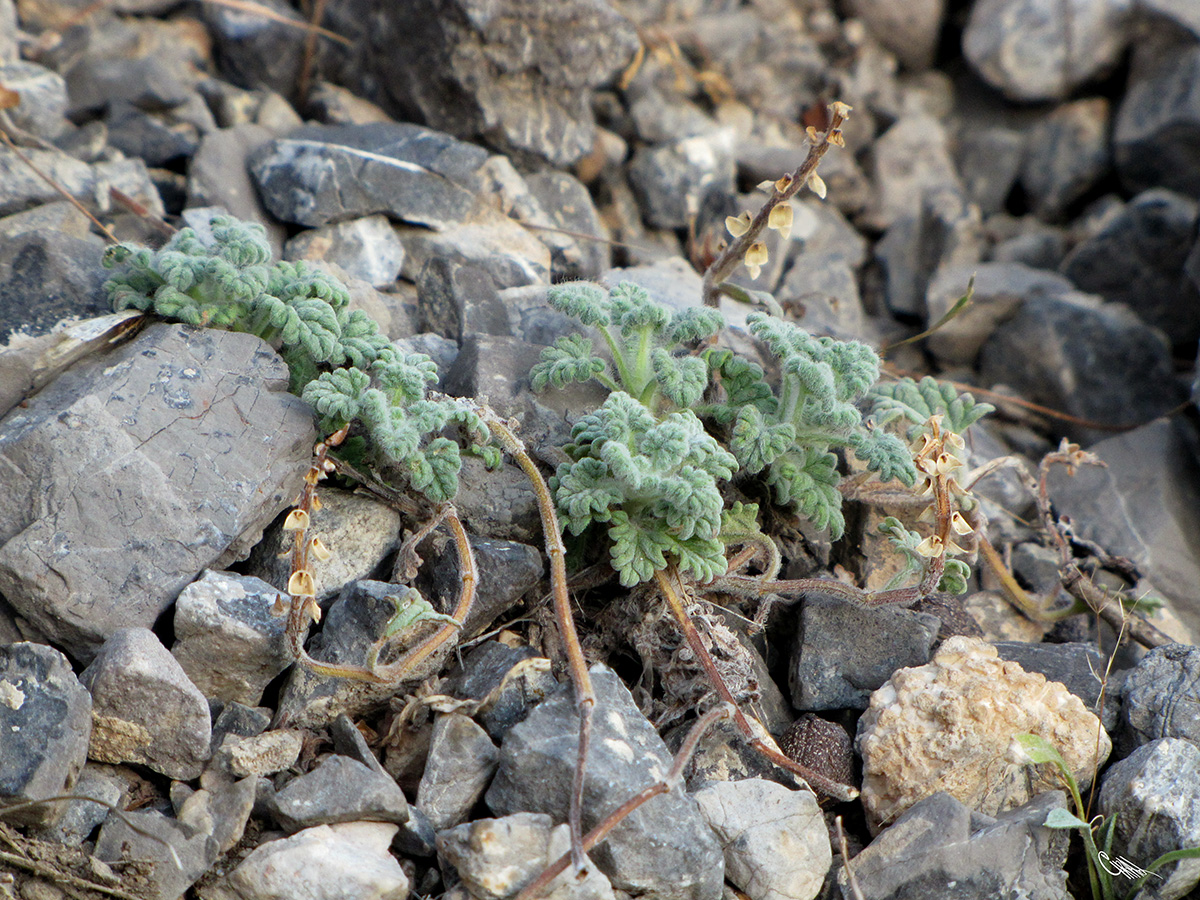 Изображение особи Scutellaria nepetoides.