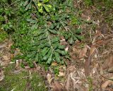 Banksia integrifolia