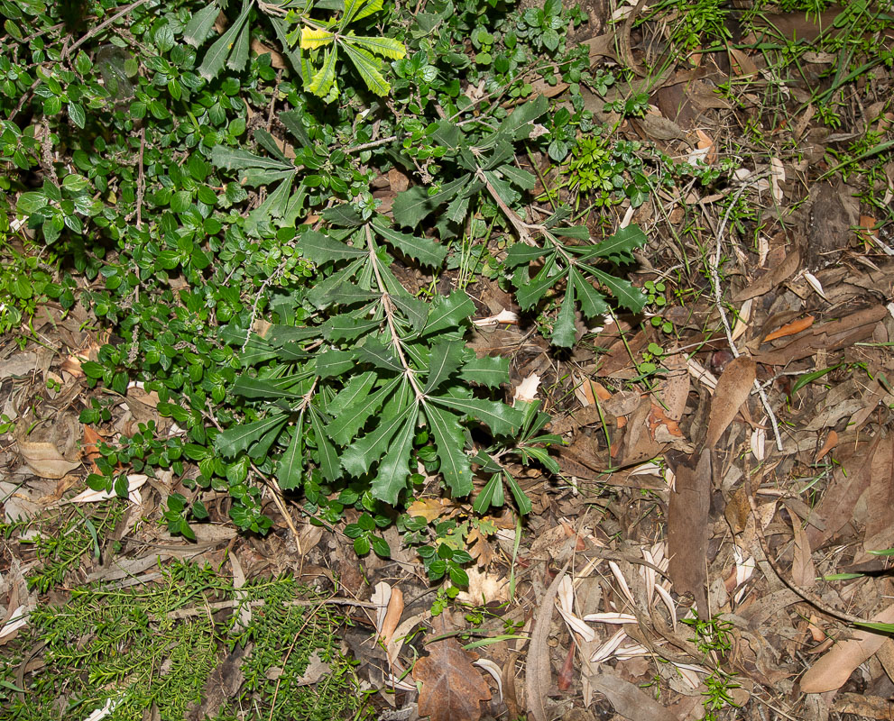 Image of Banksia integrifolia specimen.