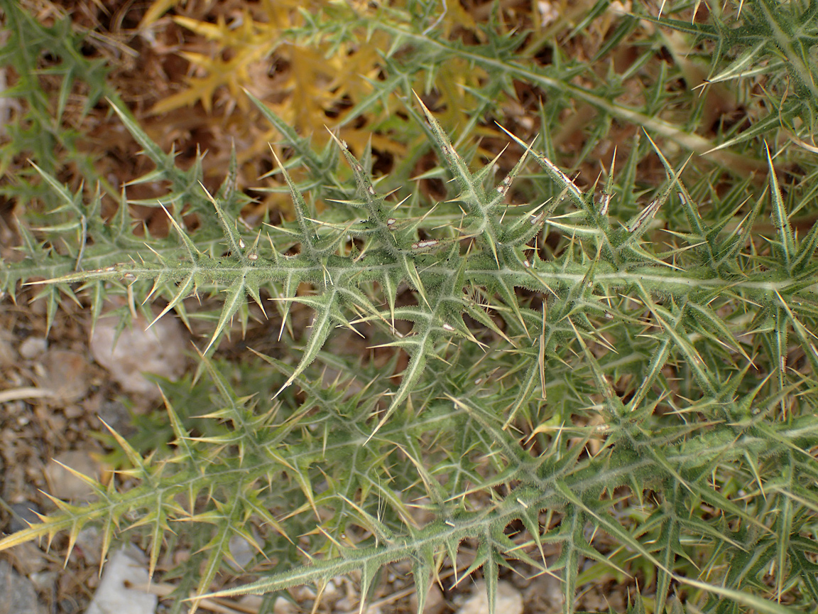 Image of Echinops spinosissimus specimen.