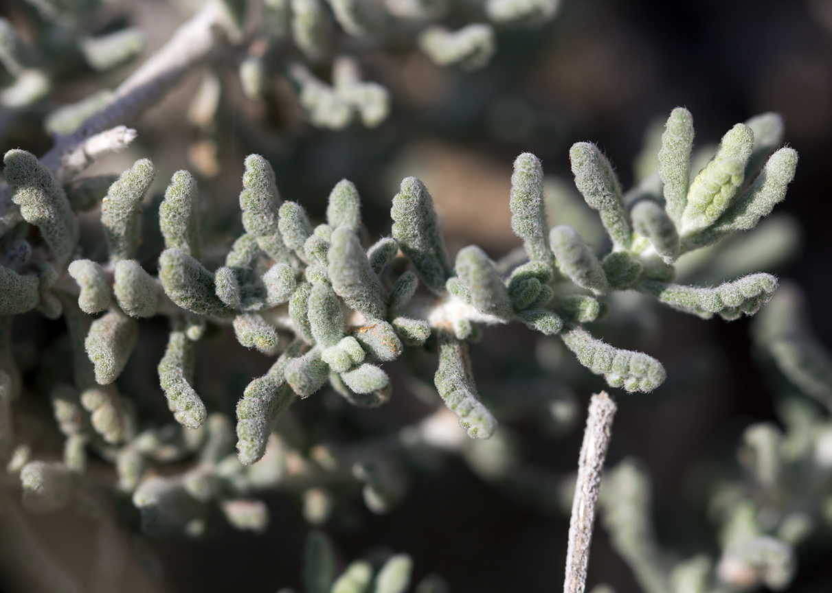 Изображение особи Teucrium capitatum.