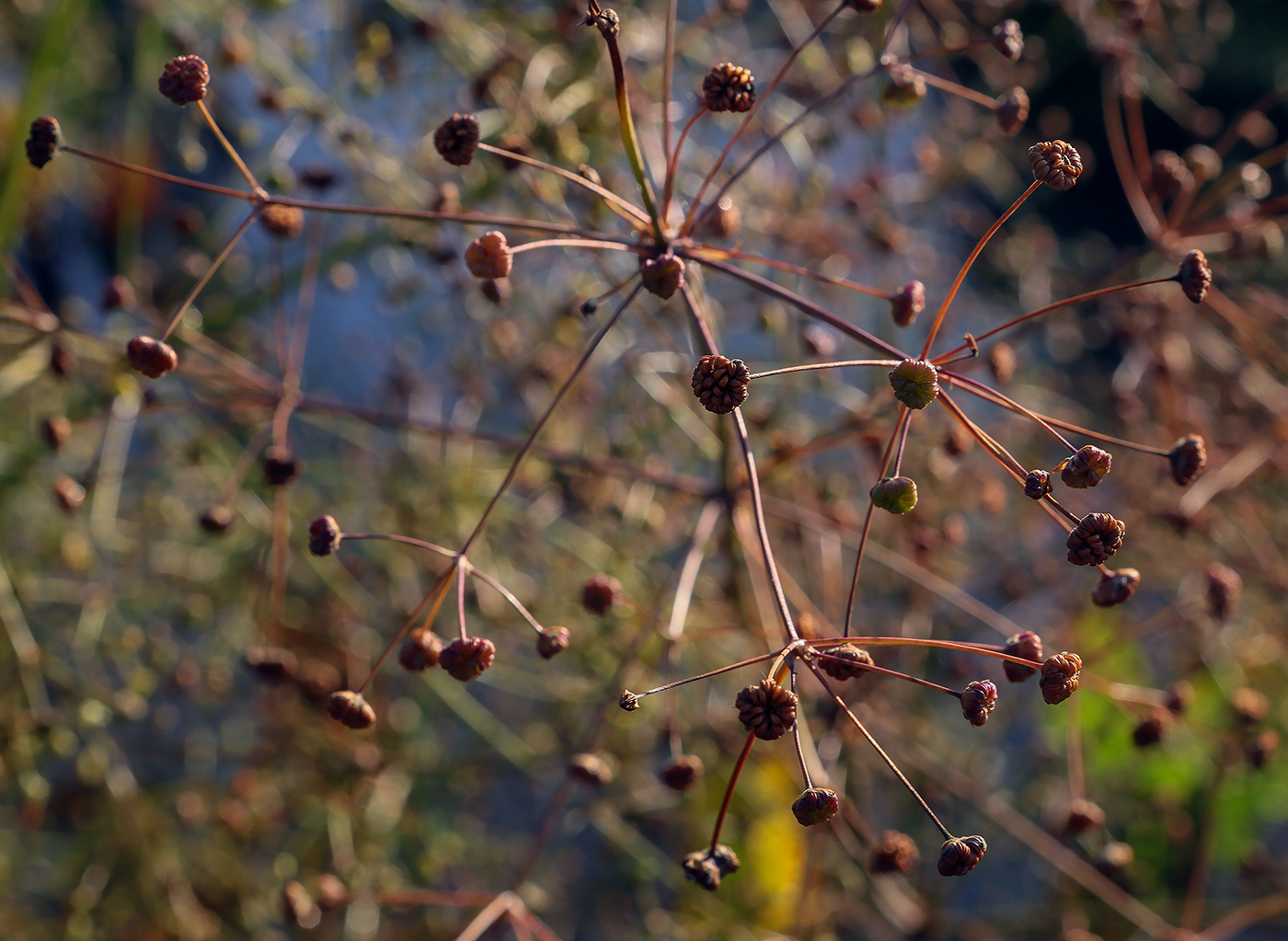 Image of Alisma plantago-aquatica specimen.