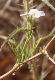 Erucaria hispanica