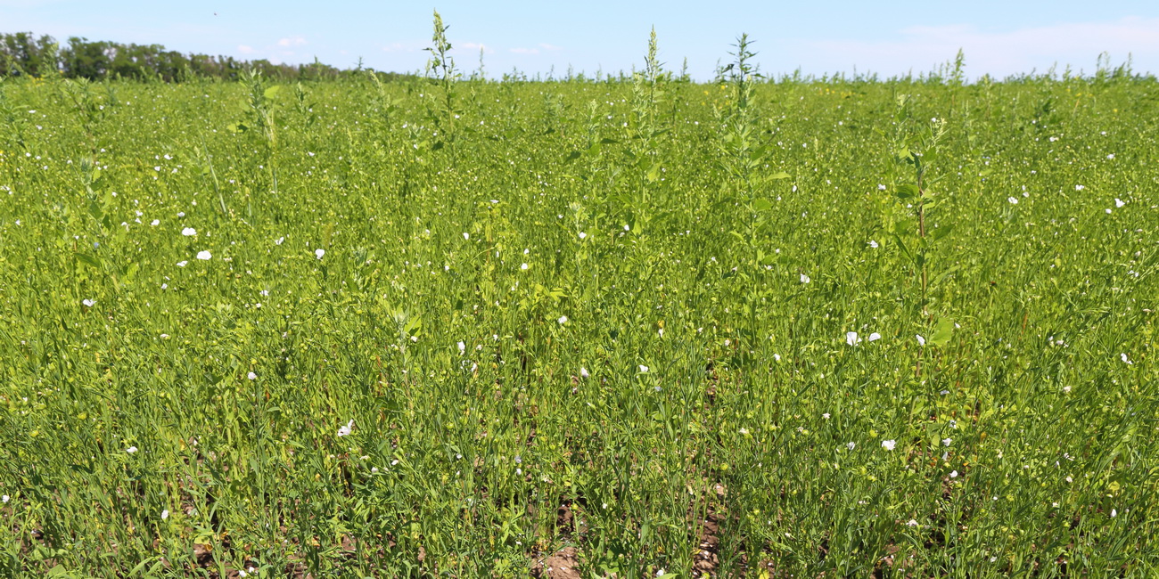 Изображение особи Linum humile.