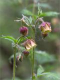 Geum rivale