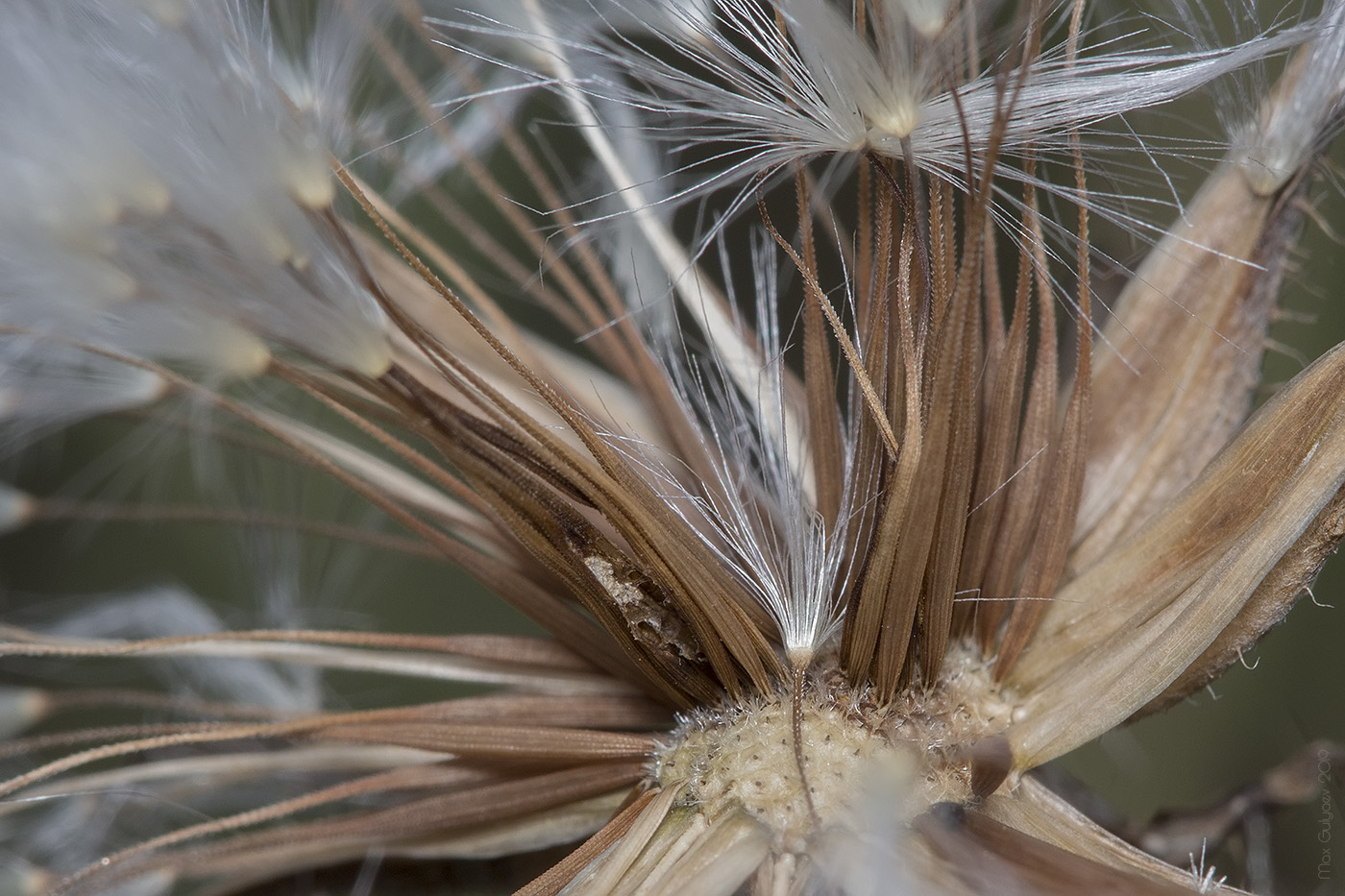 Image of Crepis rhoeadifolia specimen.