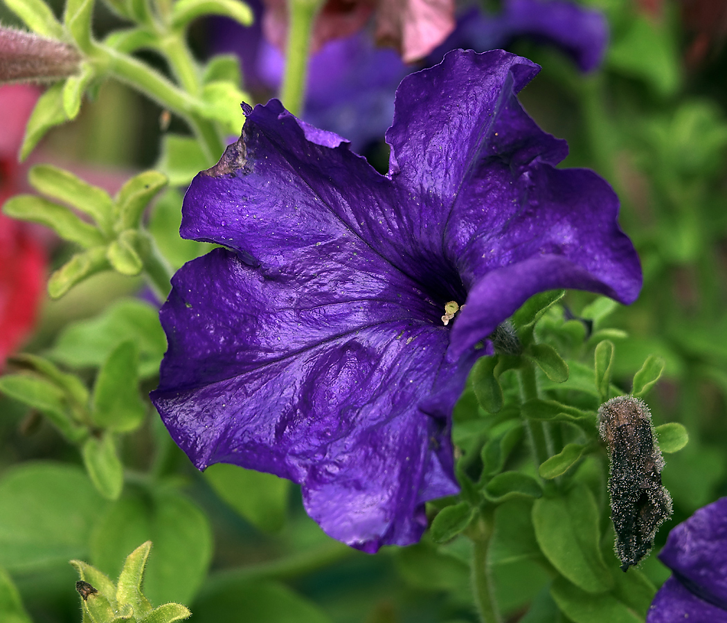 Image of Petunia &times; hybrida specimen.