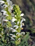 Pedicularis achilleifolia