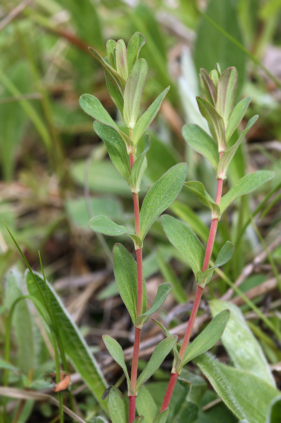 Image of Hypericum perforatum specimen.