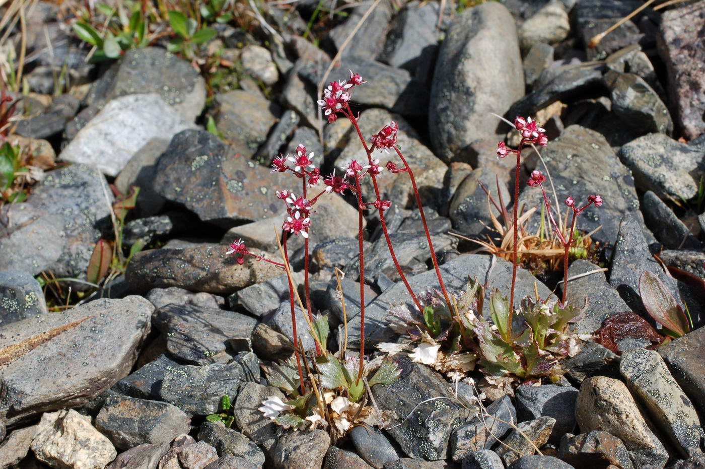 Image of Micranthes calycina specimen.