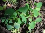 Symphoricarpos разновидность laevigatus