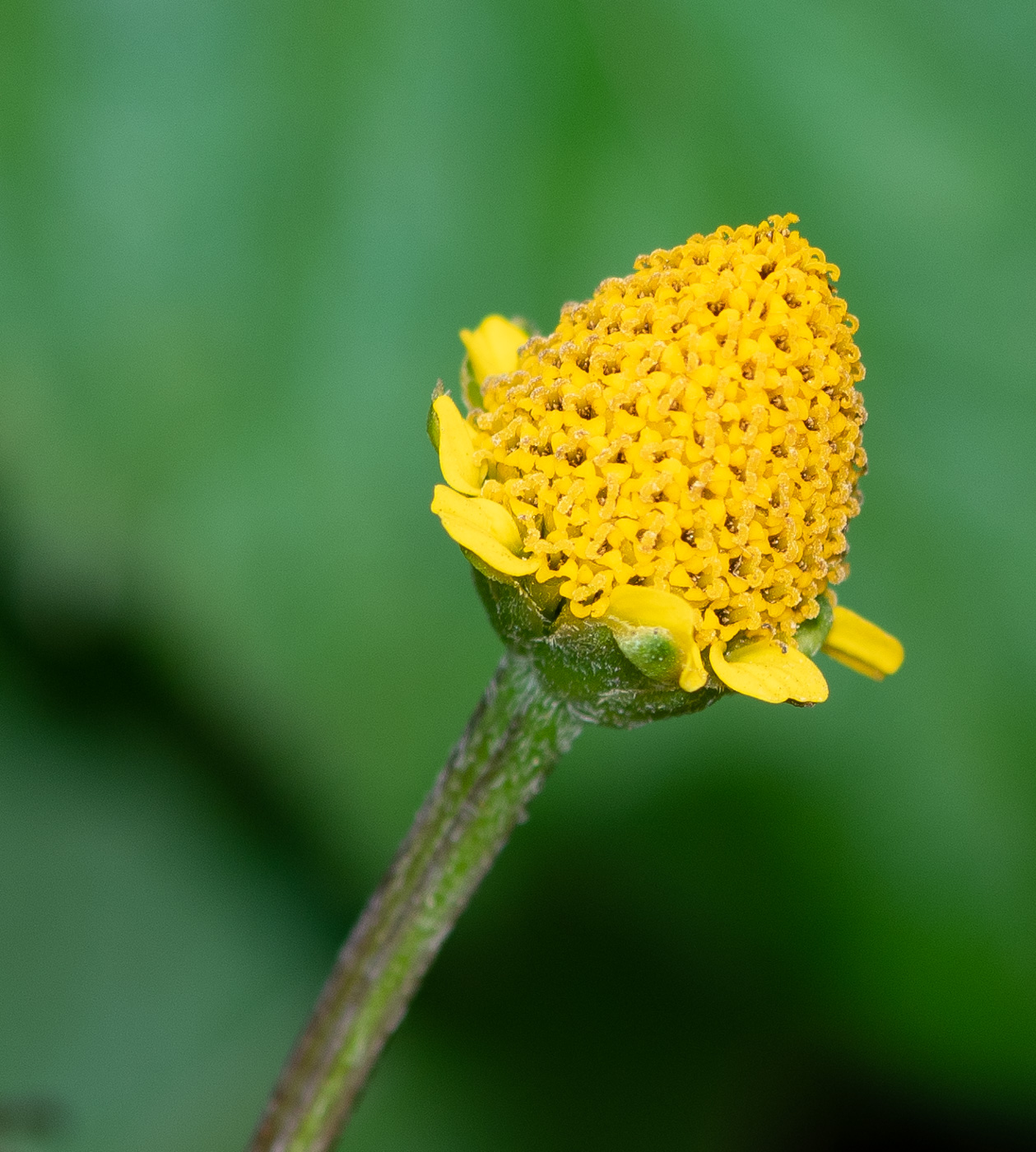 Image of Acmella ciliata specimen.