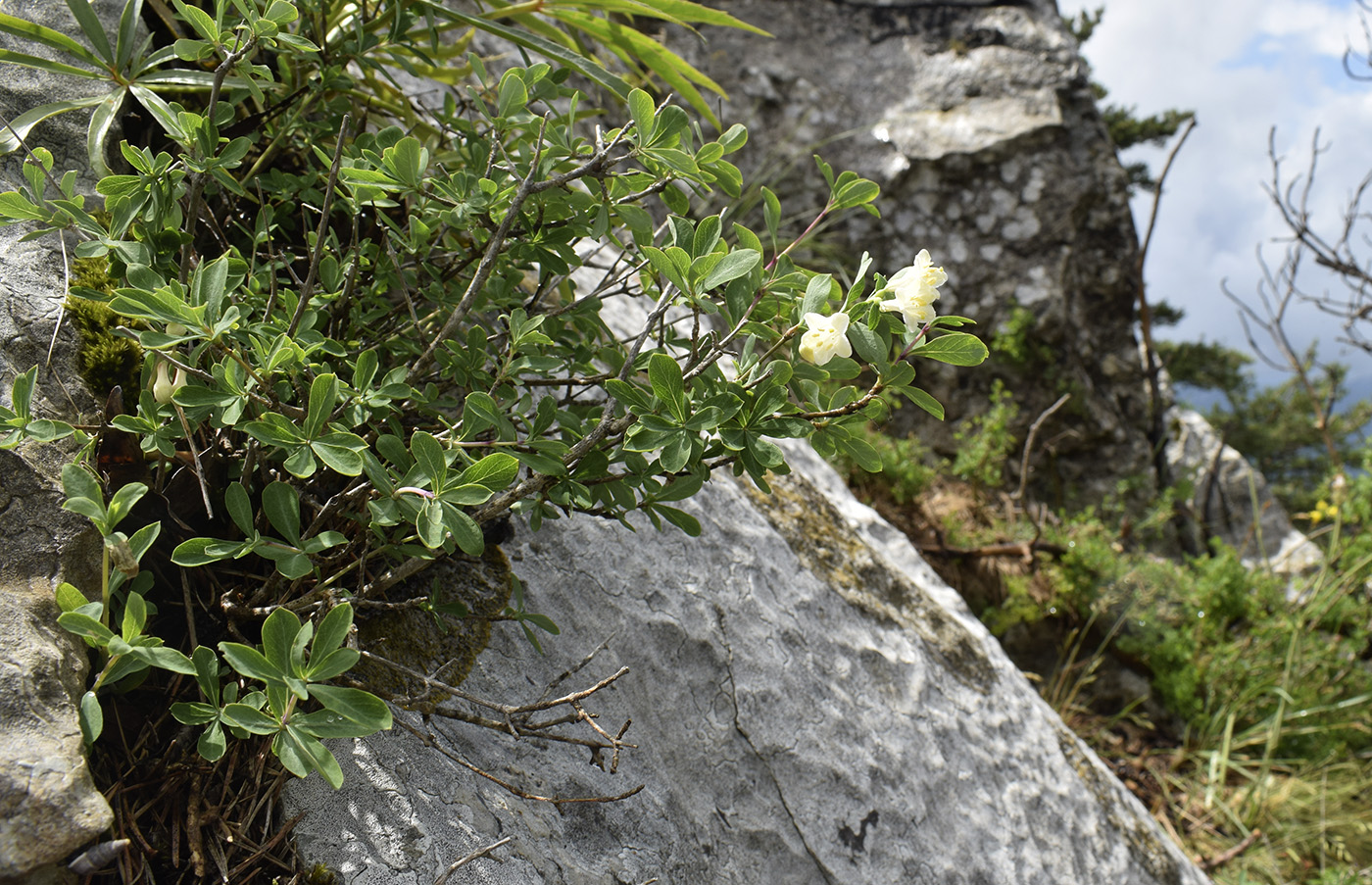 Image of Lonicera pyrenaica specimen.