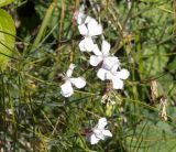 genus Dianthus