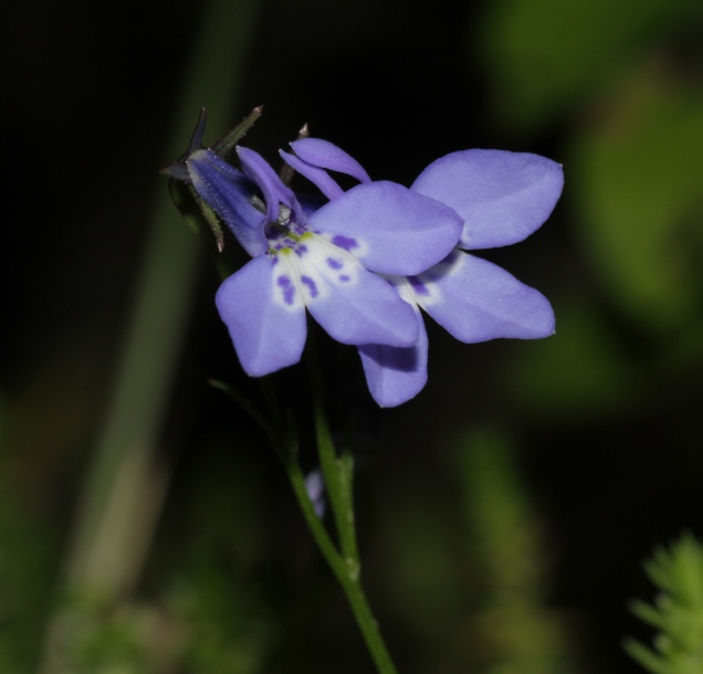 Image of Lobelia flaccida specimen.