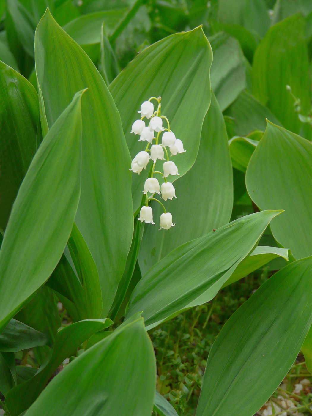 Изображение особи Convallaria majalis.