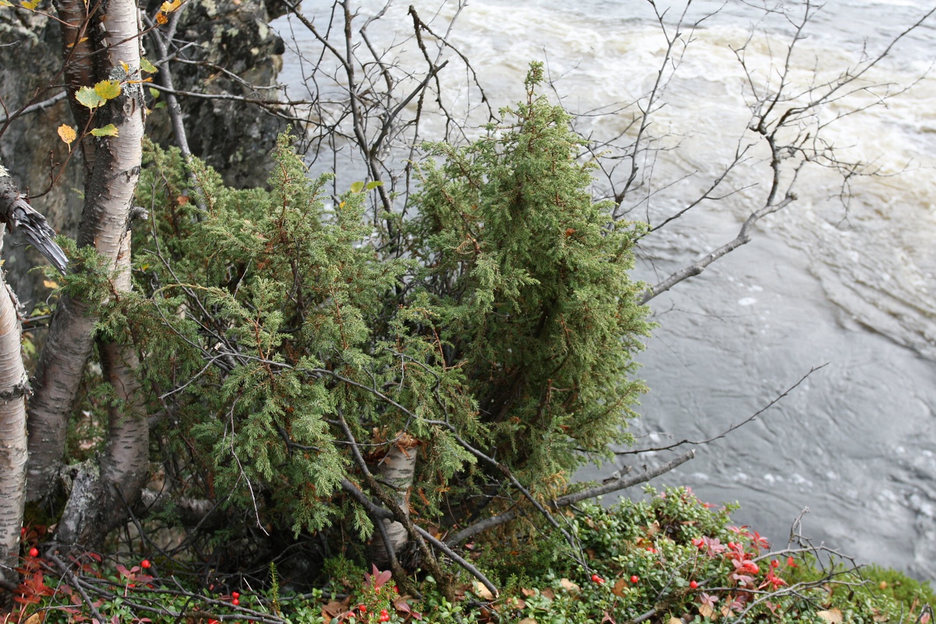 Изображение особи Juniperus niemannii.