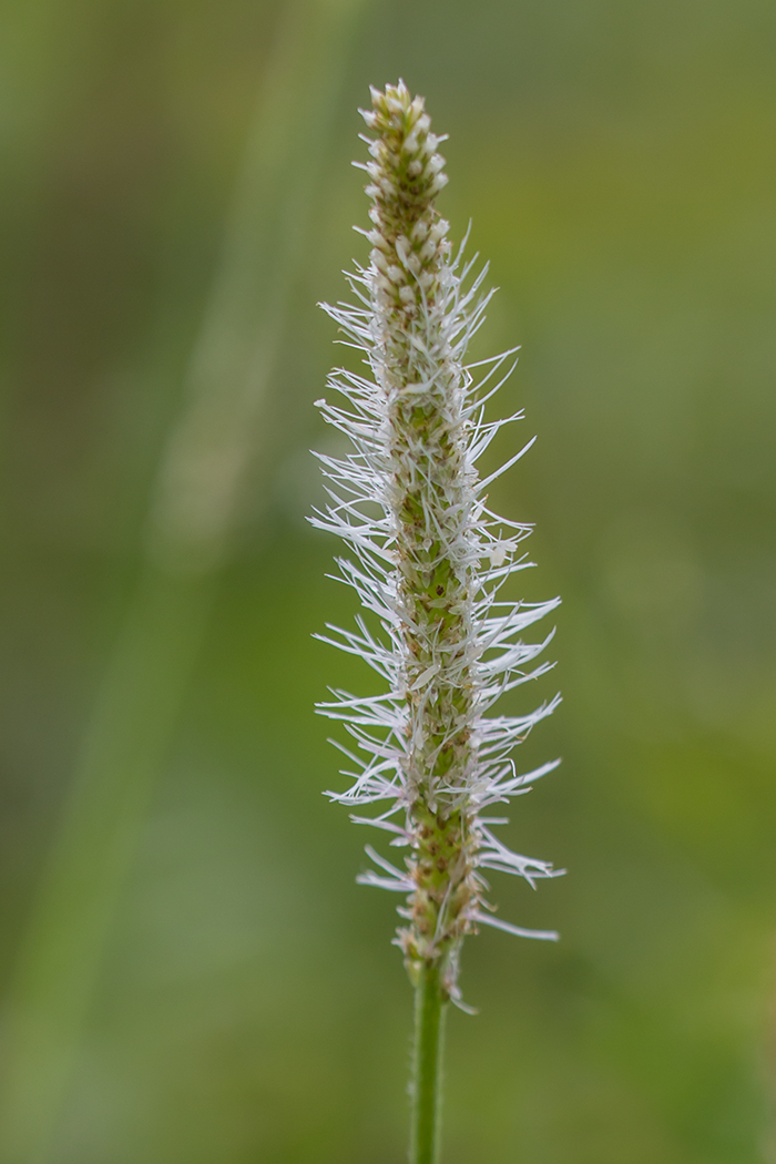 Image of Plantago urvillei specimen.