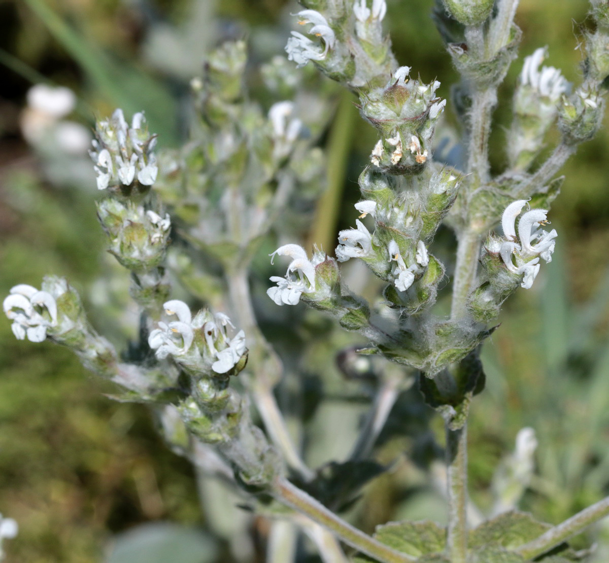 Изображение особи Salvia aethiopis.