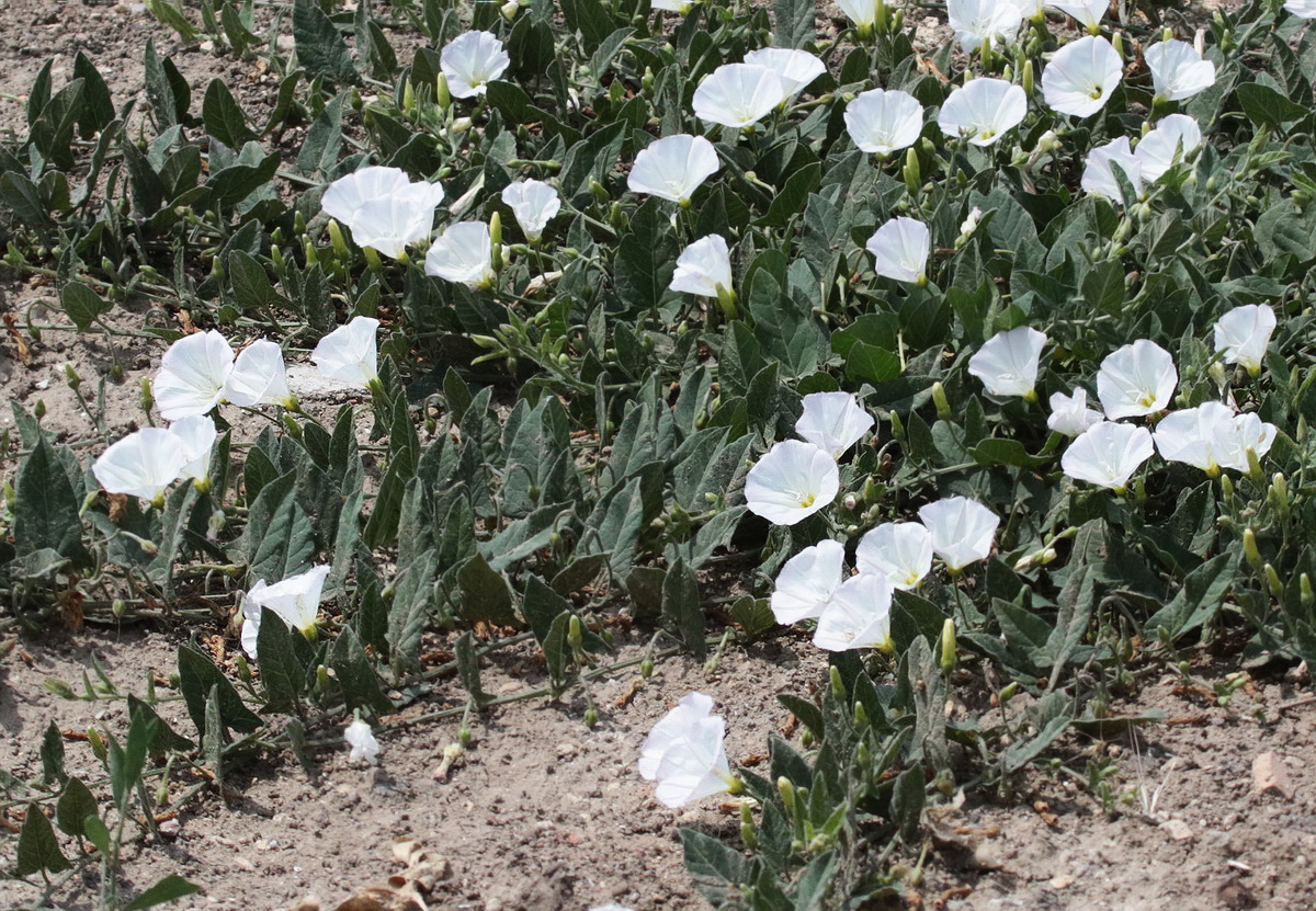 Image of Convolvulus arvensis specimen.