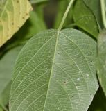 Acalypha peruviana