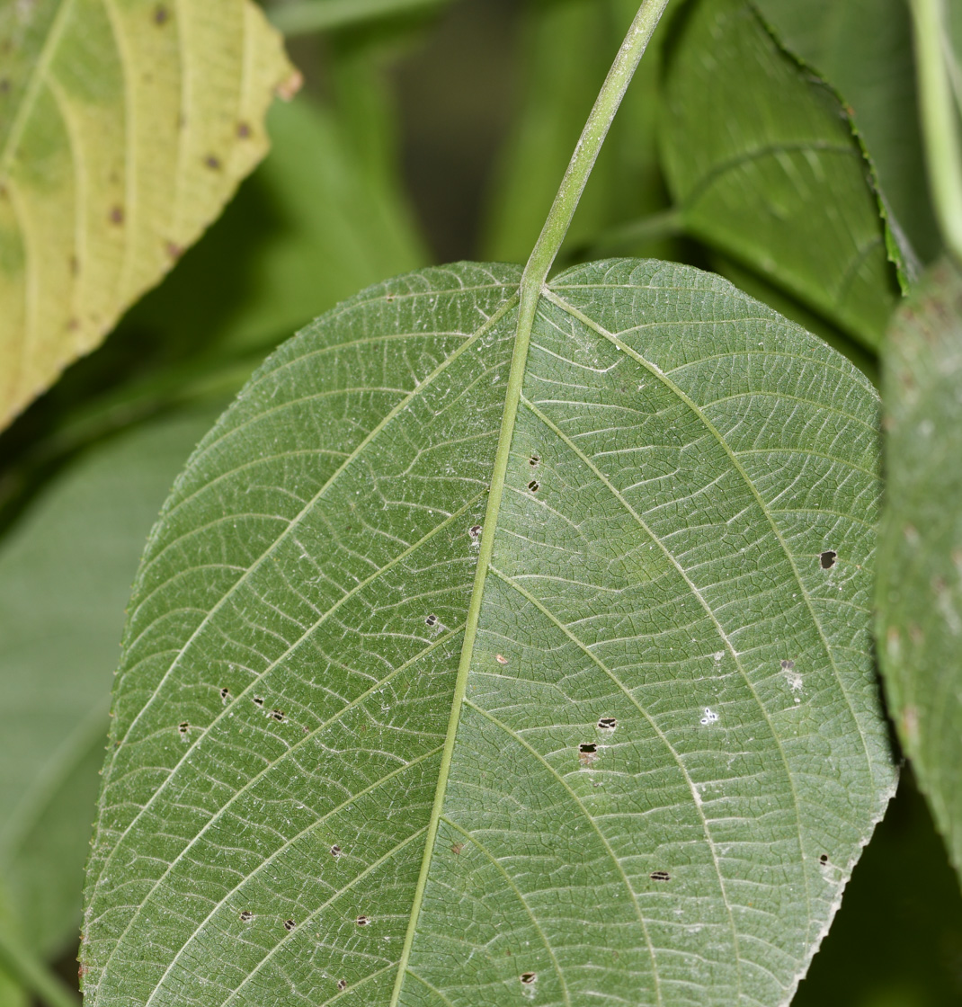 Image of Acalypha peruviana specimen.