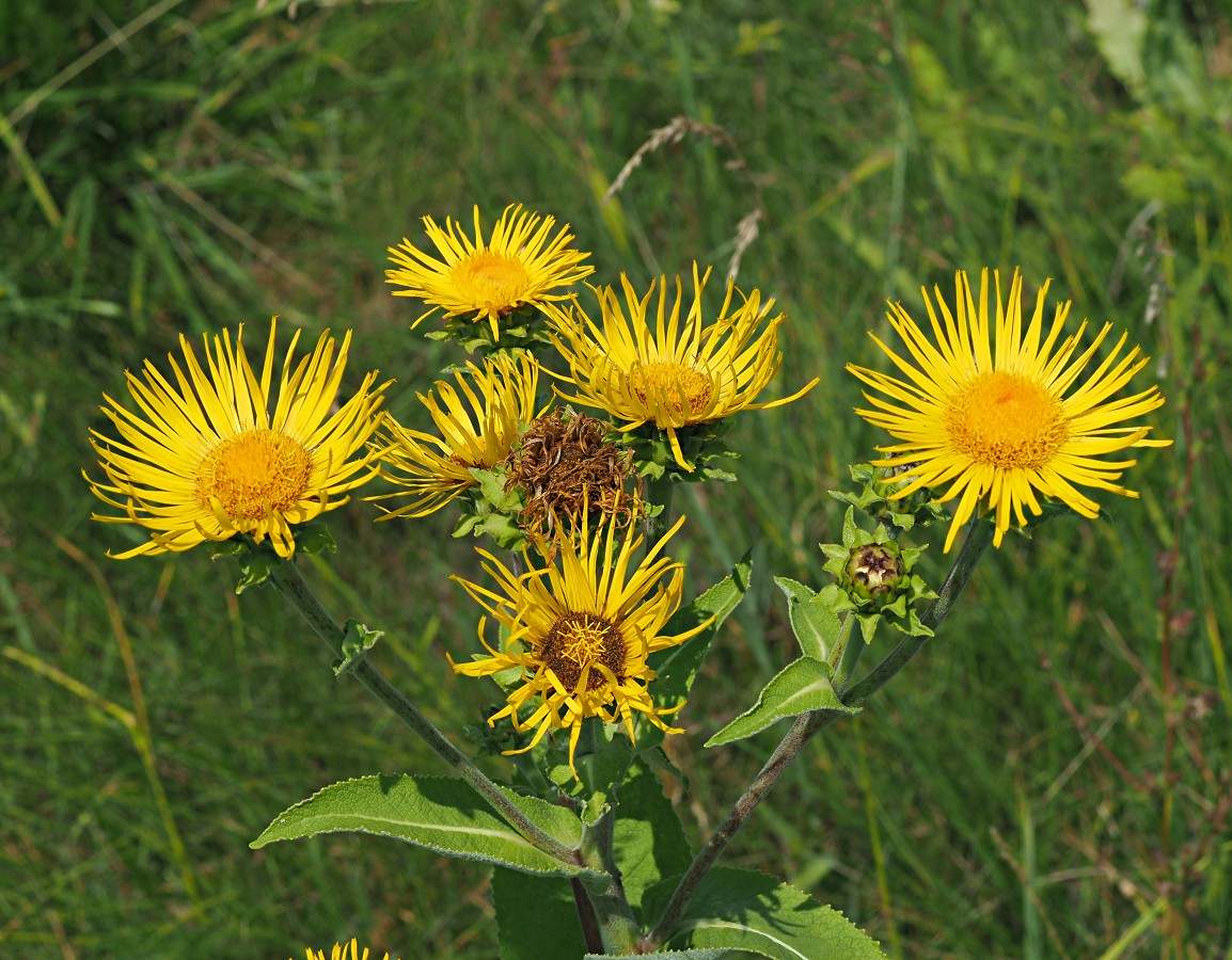 Image of Inula helenium specimen.