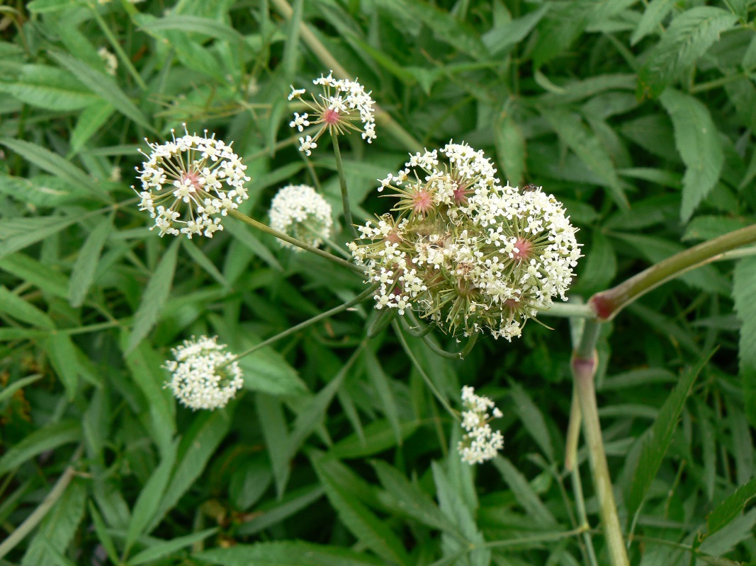 Image of Cicuta virosa specimen.