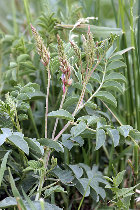 Изображение особи Glycyrrhiza laxissima.