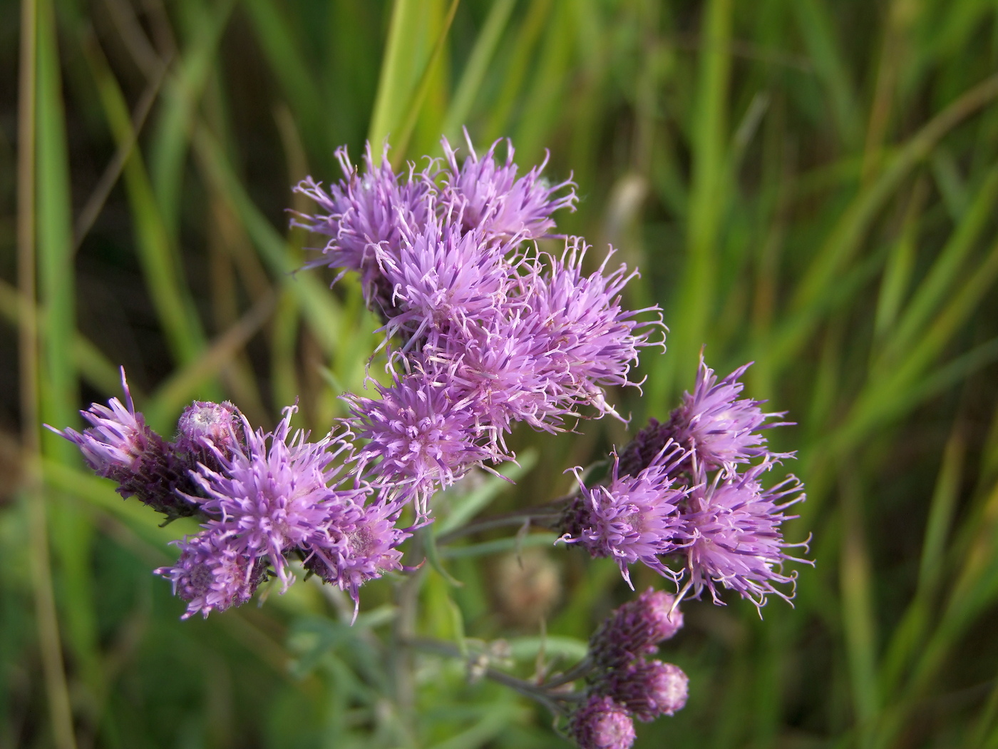 Изображение особи Saussurea amara.