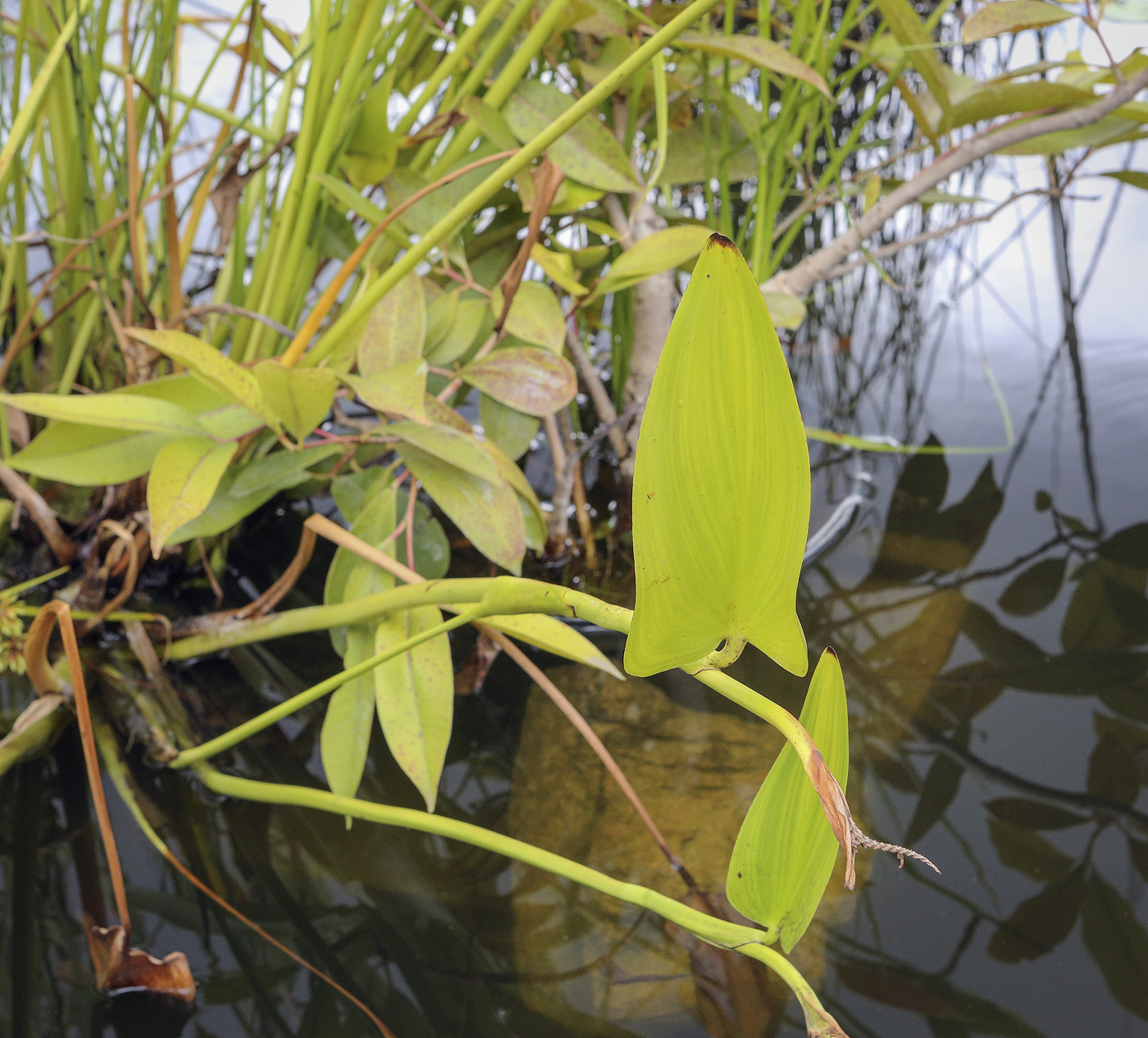 Image of Pontederia cordata specimen.