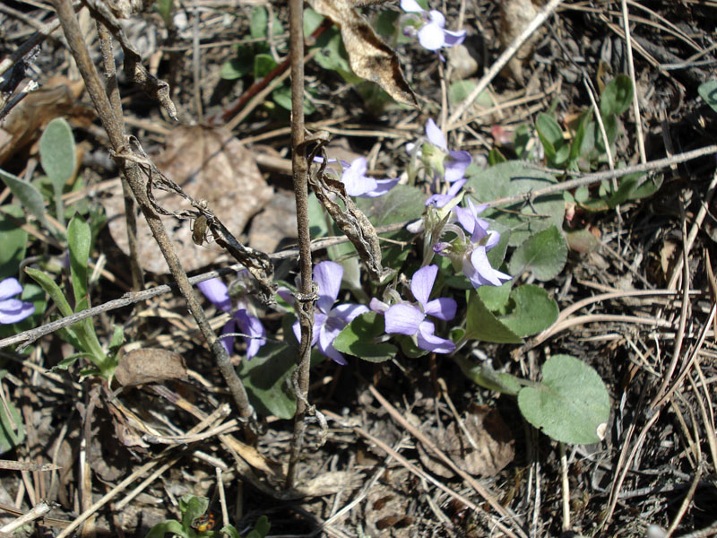 Изображение особи Viola rupestris.